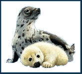  Baby Seals