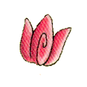  Tulip