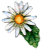  white daisy2