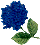  blue hydrangea