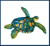  Sea Turtle1 