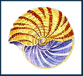  Sea shell2