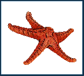  Starfish1